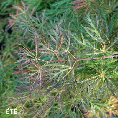 Acer palmatum dissectum 'Rubrifolium'