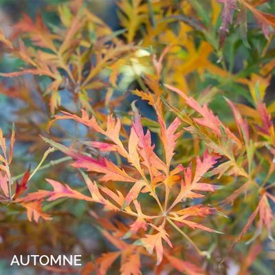 Acer palmatum dissectum 'Rubrifolium'