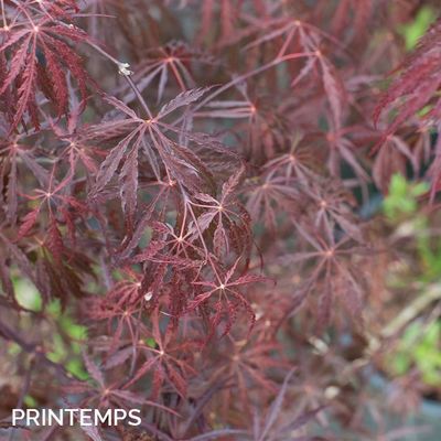 Acer palmatum dissectum 'Tamukeyama'