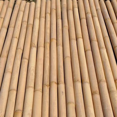 Tronçon de bambou sec clair, ⌀ 3 - 4 cm, Longueur 3 m