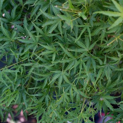 Acer palmatum 'Kamagata'