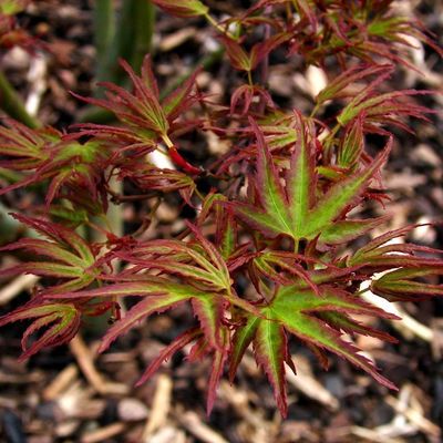 Acer palmatum 'Kamagata'