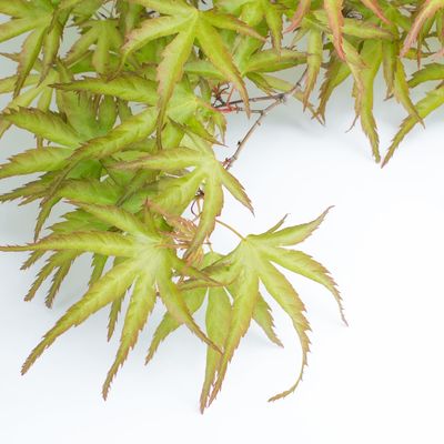 Acer palmatum 'Kamagata'