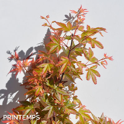 ACER palmatum 'Wilson's Pink Dwarf'
