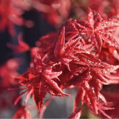 Acer palmatum 'Deshojo'