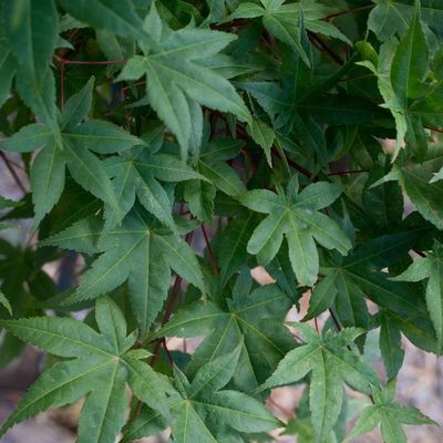 Acer palmatum 'Deshojo'