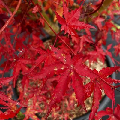 Acer palmatum 'Ueno Yama'