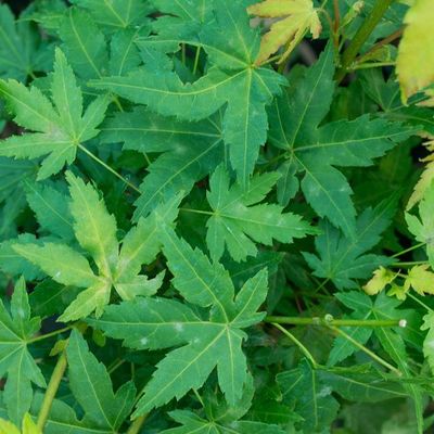 Acer palmatum 'Ueno Yama'