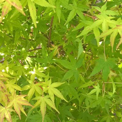 Acer palmatum 'Ueno Yama'