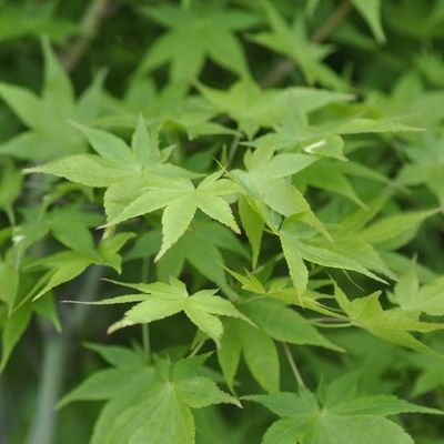 Acer palmatum 'Aureum'
