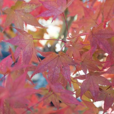 Acer palmatum 'Aureum'