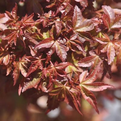 Acer palmatum 'Beni Hime'