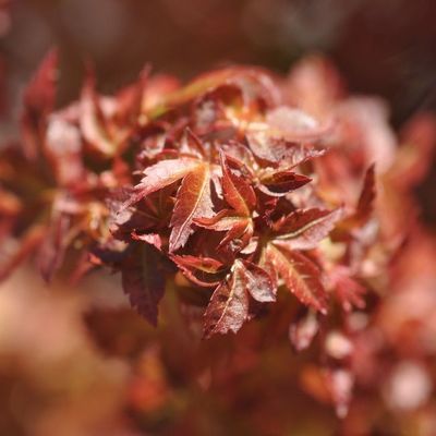 Acer palmatum 'Beni Hime'