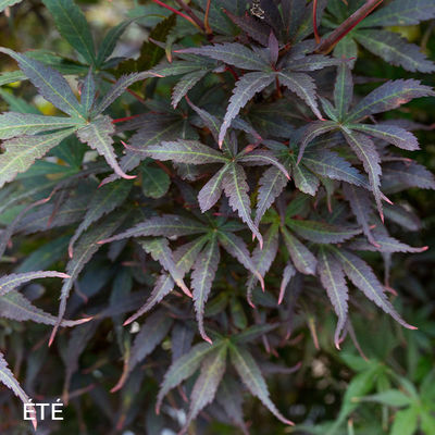 Acer palmatum 'Skeeter's Broom' 110L