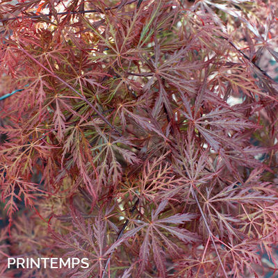 Acer palmatum dissectum 'Paul Garnet'