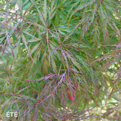 Acer palmatum dissectum 'Paul Garnet'