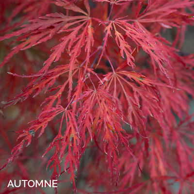 Acer palmatum dissectum 'Paul Garnet'