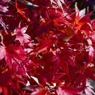 Acer palmatum 'Mikawa Yatsubusa'