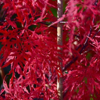 Acer palmatum dissectum 'Orangeola'