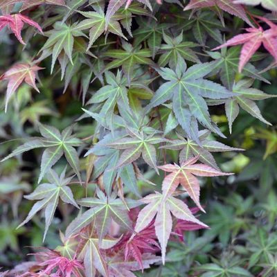 Acer palmatum 'Deshojo'