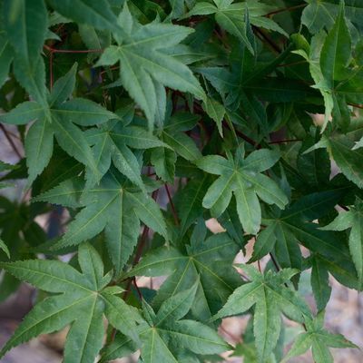 Acer palmatum 'Deshojo'