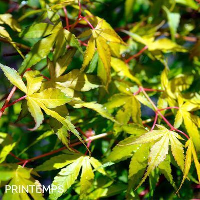 Acer palmatum 'Katsura'