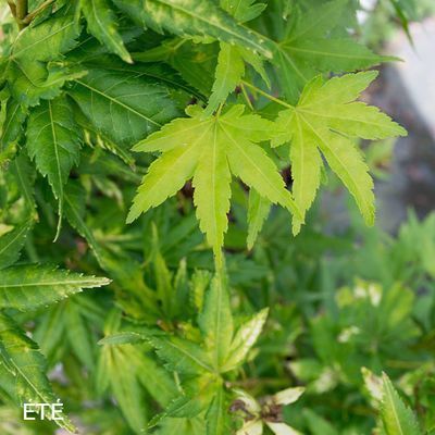 Acer palmatum 'Katsura'