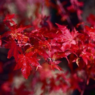 Acer palmatum 'Katsura'