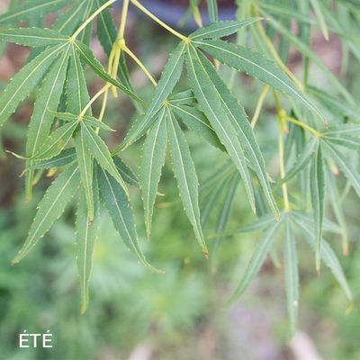 Acer palmatum 'Scolopendrifolium'