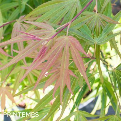 Acer palmatum 'Scolopendrifolium'