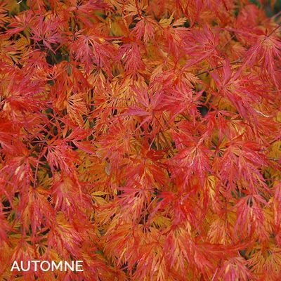 Acer palmatum 'Seiryu'