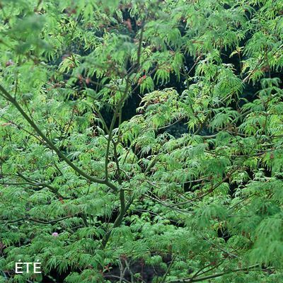 Acer palmatum 'Seiryu'