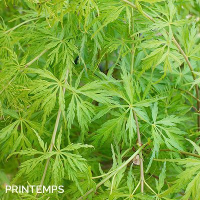 Acer palmatum 'Seiryu'
