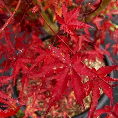 Acer palmatum 'Ueno Yama'