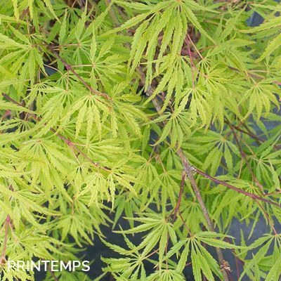 Acer palmatum dissectum 'Palmatifidum'