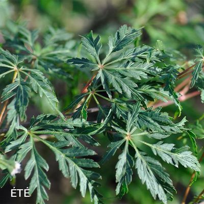 Acer palmatum dissectum 'Palmatifidum'