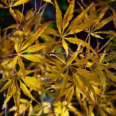 Acer palmatum dissectum 'Palmatifidum'