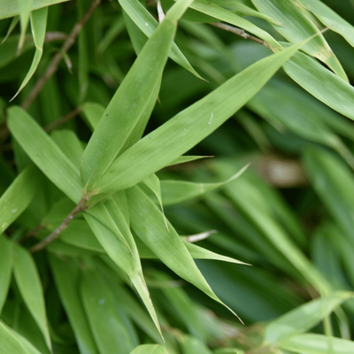 FARGESIA robusta 'Campbell'