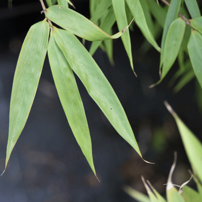 FARGESIA robusta 'Campbell'