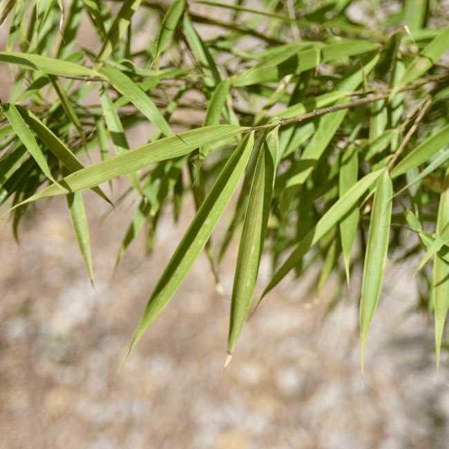 FARGESIA robusta 'Campbell'
