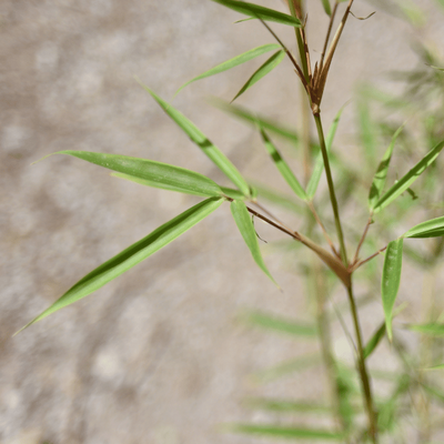 FARGESIA robusta 'Campbell'