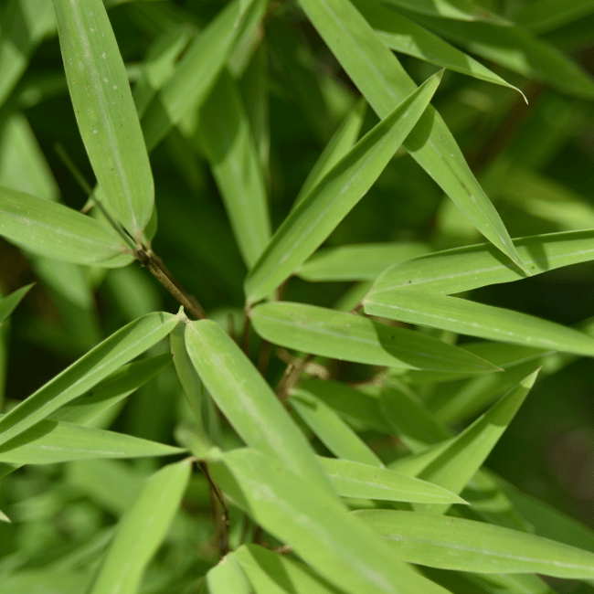 FARGESIA nitida ‘Volcano’