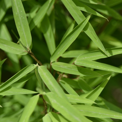 FARGESIA nitida ‘Volcano’