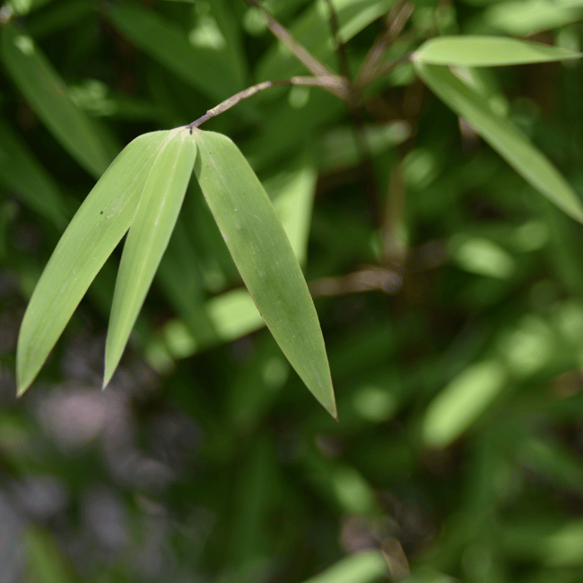 FARGESIA nitida ‘Volcano’