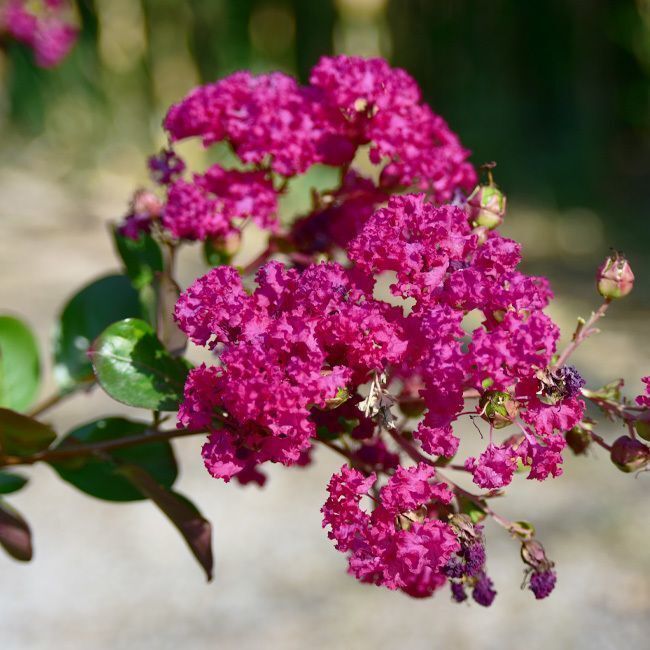 Lagerstroemia 'Braise d'été' 50L
