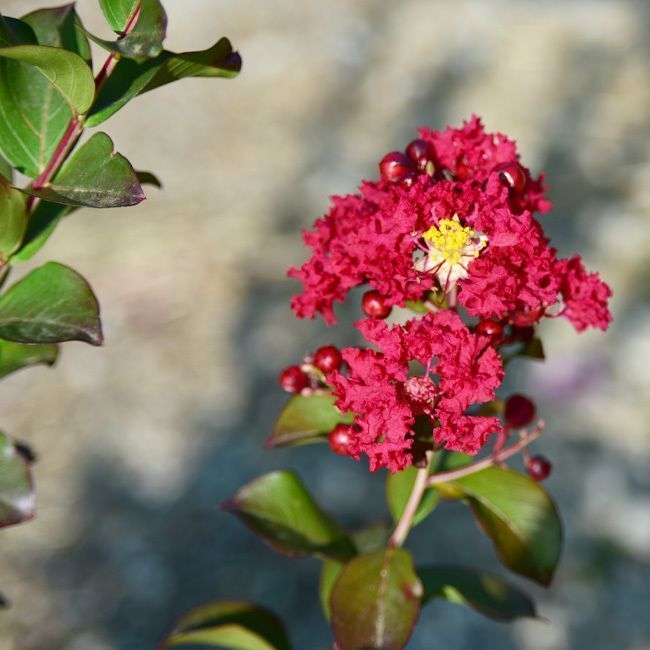 Lagerstroemia 'Dynamite' 50L