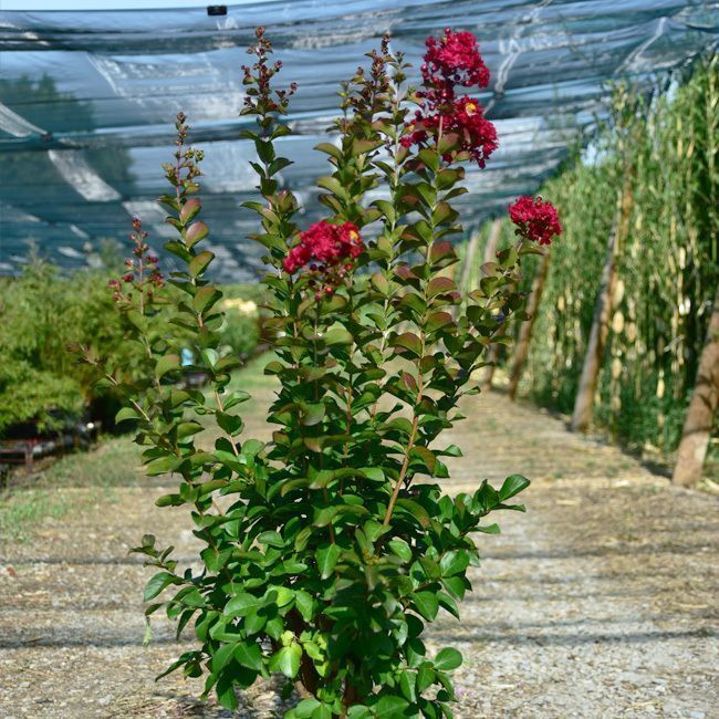 Lagerstroemia 'Dynamite' 50L