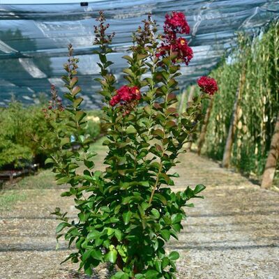Lagerstroemia 'Dynamite' 50L