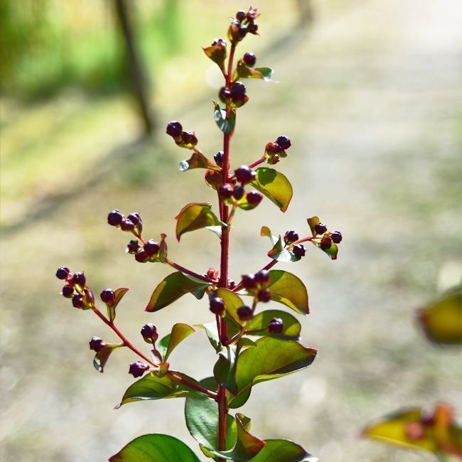 Lagerstroemia 'Dynamite' 50L
