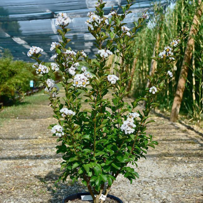 Lagerstroemia 'Neige d'été' - 15L